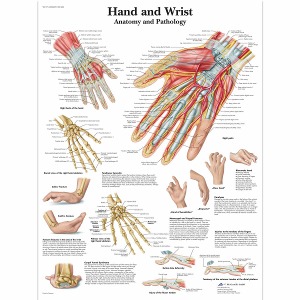 손과 손목 차트 Hand and Wrist Chart VR1171L [1001484]