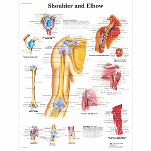 어깨와 팔꿈치 차트 Shoulder and Elbow Chart VR1170L [1001482]