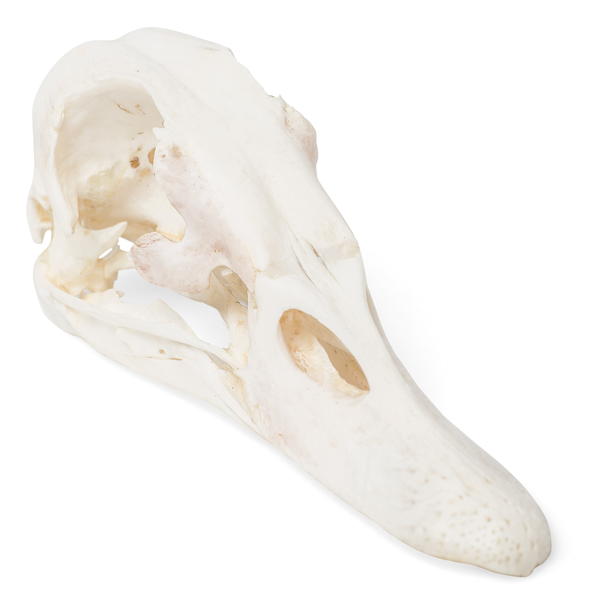 오리 두개골 모형 Duck Skull (Anas platyrhynchos domestica) Specimen T30072 [1020981]