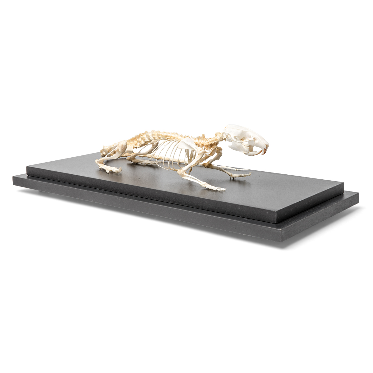 쥐 골격 모형 Rat Skeleton (Rattus rattus) Specimen  T300111 [1021036]