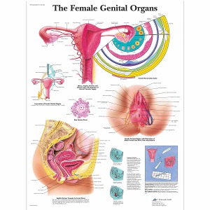 여성 생식기 차트  The Female Genital Organs Chart VR1532L [1001568]