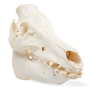 돼지 두개골 모형(암컷) Domestic Pig Skull (Sus scrofa domesticus) Female Specimen T300161f [1021000]
