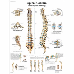 척추 차트 Spinal Column Chart VR1152UU / VR1152L [4006657/1001480]