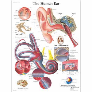 인간의 귀 차트 Human Ear Chart VR1243L [1001500]