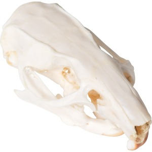 쥐 두개골 Rat Skull (Rattus rattus) Specimen T300271 [1021038]