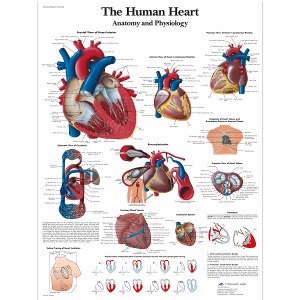 심장차트 해부와 생리학 The Human Heart Chart - Anatomy and Physiology VR1334L [1001524]