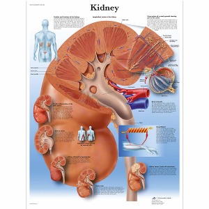 신장 차트 Kidney Chart VR1515L [1001564]