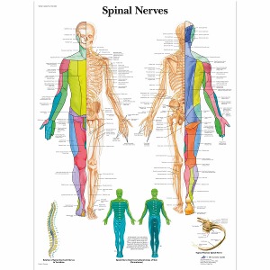 척추 신경 차트 Spinal Nerves Chart VR1621L [1001588]
