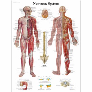 신경계 차트 Nervous System Chart VR1620L [1001586]