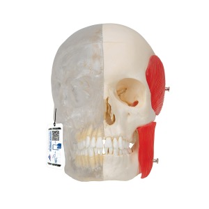 반쪽 투명, 반쪽 실제 뼈와 유사한 두개골 모형, 8파트 분리형 BONElike™ Human Skull Model, Half transparent and Half Bony, 8 part  A282 [1000063]