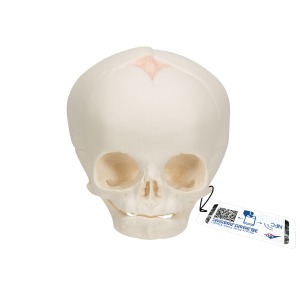 임신 30주째 태아 두개골 모형 Foetal Skull Model, natural cast, 30th week of pregnancy A25 [1000057]