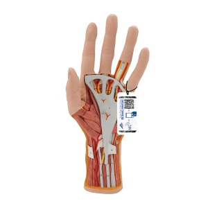 손 내부 모형 Life-Size Hand Model with Muscles, Tendons, Ligaments, Nerves &amp; Arteries, 3 part M18 [1000349]
