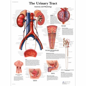 요로(해부생리학)차트 The Urinary Tract, Anatomy and Physiology VR1514L [1001562]