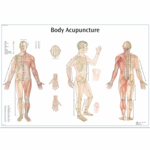 침술 차트 Body Acupuncture Chart VR1820L [1001626]