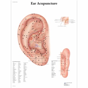 귀 침술 차트 Ear Acupuncture Chart VR1821L [1001628]