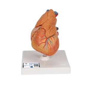 흉선이 있는 심장 모형 Classic Heart with Thymus, 3 part G08/1 [1000265]