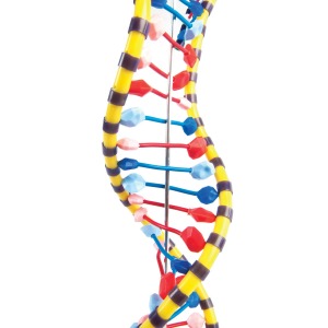 DNA Double Helix Model W19205 [1005128]