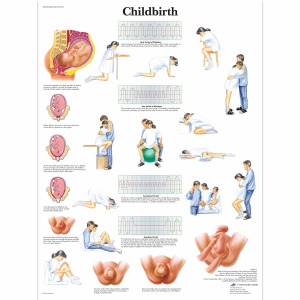 출산 차트 Childbirth Chart VR1555L [1001574]