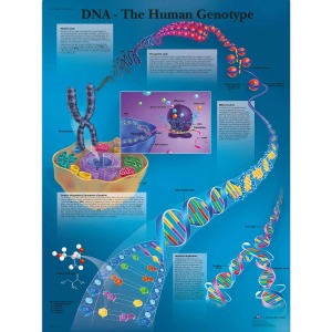 DNA 인간 유전자 차트 The Human Genotype Chart VR1670L [1001600]
