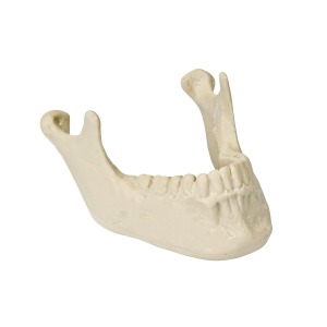치아가 있는 하악 ORTHObones Premium Mandible with Teeth W19120 [1005116]