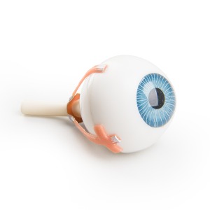 근육모형용 안구파트 Torso Eye for VA01 / 1001235 und VA16  - XYZ3 [1008577]