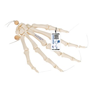 손 모형 Hand Skeleton A40/2 [1019368]